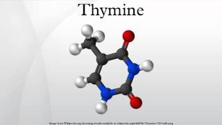 Thymine [upl. by Ocirnor]