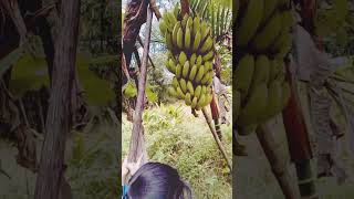 rgkhetivlog farming organicharvesting trending viralshorts nature [upl. by Ahseikram]