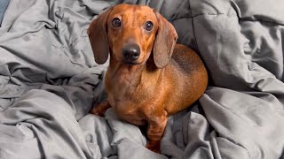 Mini dachshund waiting for a belly rub before bed [upl. by Nylacaj986]