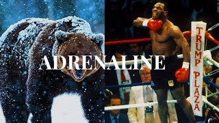 ADRENALINEBattle of the Bears [upl. by Caresa]