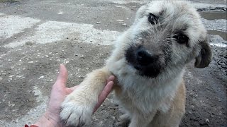 Puppy Abandoned on a Busy Road Gets Rescued Just in Time [upl. by Olimpia]