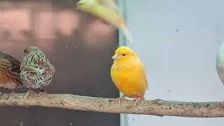 Outdoor Aviary  Goldfinch  Carduelis Cannabina  sticlete  pietrusel  Bird sound relaxing nature [upl. by Estelle]