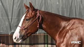 LOT 2106 REYZIN H E DOUBLE L WB NCHA FUTURITY 2YO SALE 2024 [upl. by Elbam]