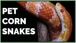 Pros and Cons of Corn Snakes as Pets [upl. by Strade]