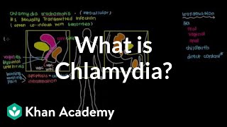 What is chlamydia  Infectious diseases  NCLEXRN  Khan Academy [upl. by Nolram]