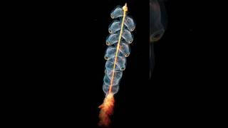 Siphonophore Facts Mysterious Sea Creature nature seacreatures rare [upl. by Ahseila763]