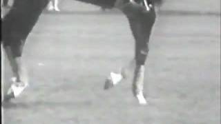 Josef Neckermann Training at home 19591960 [upl. by Terrel]