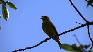 Dzwoniec  śpiew Carduelis chloris  Greenfinch song [upl. by Hudson]