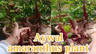 ऐवल ऐमरेन्थस सुंदर फुल देने वाला पोधाAywal amaranthus plant careamaranthus [upl. by Darrow121]