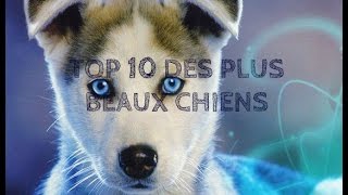 TOP 10 des plus beaux CHIENS [upl. by Mamie]