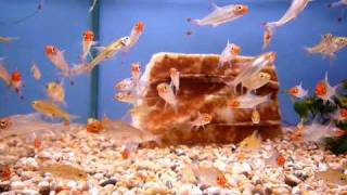 Sawbwa Barb  Sweet Knowle Aquatics [upl. by Viviyan]