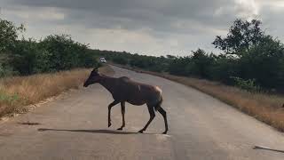 Tsessebe the fastest antelope in the Kruger [upl. by Namra789]