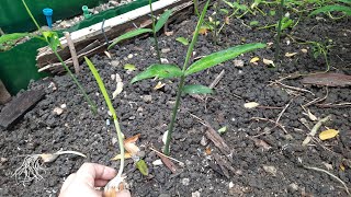 2024 Week 44 Garden Story Quick Tour and Interplanting Garlic and Ginger [upl. by Whiting]