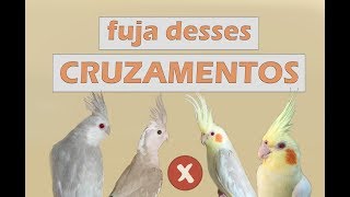 Quais mutações não devemos cruzar e porquê [upl. by Preuss]