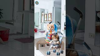 Happy birthday cute kittens cutecat catlover catvideos trendingshorts [upl. by Krystin]