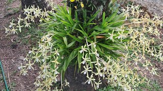 Miltonia flavescens uma orquidea nativa maravilhosa [upl. by Atima158]