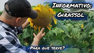 INFORMATIVO TÉCNICO GIRASSOL Para que serve [upl. by Yssirc]