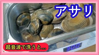 アサリ😋を超音波洗浄機で洗うと砂抜きできる？😍できない😫？【料理】【潮干狩り】 [upl. by Attevad]