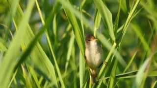 Eurasian Reed Warbler singing  Teichrohrsänger singt [upl. by Richards998]