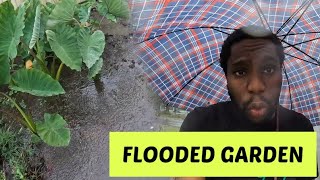 My Entire Garden FLOODED What’s Next Jamaican Living In Australia 🇦🇺 [upl. by Notnert75]