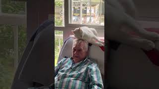 Adorable 🥰🥰 cat 🐈shortsvideo cat [upl. by Rocker]