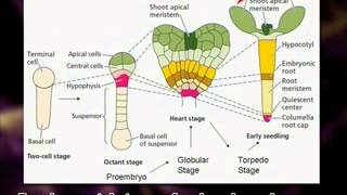 Embryogenesis and Development of Embryo in Monocots and Dicots [upl. by Charleton]