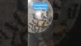 Giving my camponotus brasiliensis food ants feeding camponotus [upl. by Hareema612]