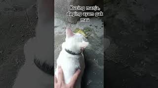 Kucing manja kucinglucu kucing shortsyoutube short [upl. by Kcitrap]