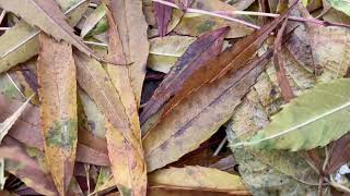 Narrowleaved ash  leaf litter  November 2023 [upl. by Groot893]