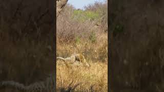 2 Fighting Leopards Take Dramatic Fall out of Tree [upl. by Dorrie]