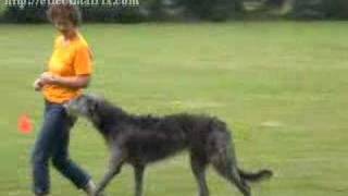 Dancing Deerhound Training [upl. by Julio]