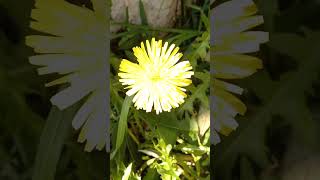 Taraxacum officinale  Dandelion  Mniszek lekarski 🌼 [upl. by Pathe871]