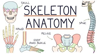 Anatomy of the Skeleton [upl. by Yrogreg]