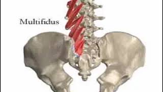 Two Minutes of Anatomy Multifidi [upl. by Nnail859]