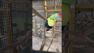 Pretty Bird KeelBilled Toucan animals cool wildlife fun [upl. by Merle]