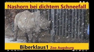 Nashörner im dichten Schneefall Zoo Augsburg Rhinozeros [upl. by Wehttam743]