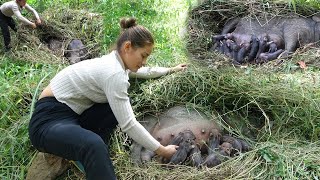 Find 3 mother pigs making nest give birth to piglets in forest [upl. by Ferrigno35]