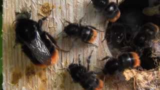 Red tailed Bumblebees Nest [upl. by Yecats]