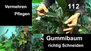 Gummibaum Schneiden Vermehren Pflegen und Gummibaum klein machen auch als Bonsai [upl. by Waneta]