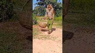 Monkey 🐒 cooking food 🤤 funny comedy humor memes stitch couples animals shots [upl. by Apgar]