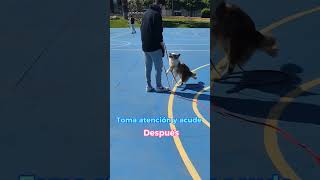 Reactividad en perros adiestramientocanino [upl. by Meara]