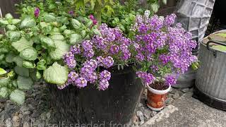 Sweet Alyssum Lobularia Maritima  Keep Them Blooming Deadhead [upl. by Dnomar]