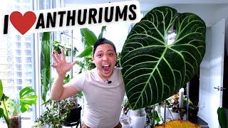 My Anthurium Collection 💚 Regale Metallicum Warocqueanum Veitchii Magnificum Crystallinum [upl. by Coe]