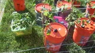 OUTDOOR HYDROPONIC GARDEN HEIRLOOM TOMATOES PEPPERS DWC SYSTEM [upl. by Alikat]