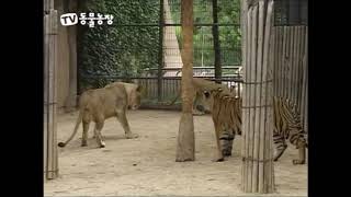 Tiger vs Lion Tigress vs Lioness Encounters [upl. by Leveroni615]