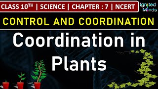 Class 10th Science  Coordination in Plants  Chapter 7  Control and Coordination  NCERT [upl. by Onoitna]