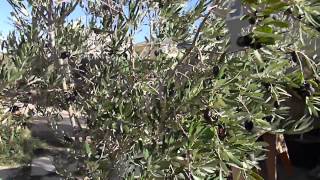 Frantoio Italian Olive Tree [upl. by Saylor]