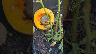 Monarch caterpillars eat butternut squash but is it good for them gardening garden butterfly [upl. by Catlin]