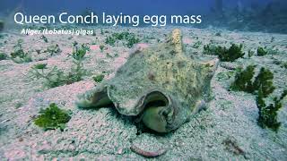 Queen Conch laying eggs Aliger gigas Discovery Bay Jamaica [upl. by Agata]