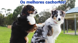 Os melhores Cachorros [upl. by Fletcher488]